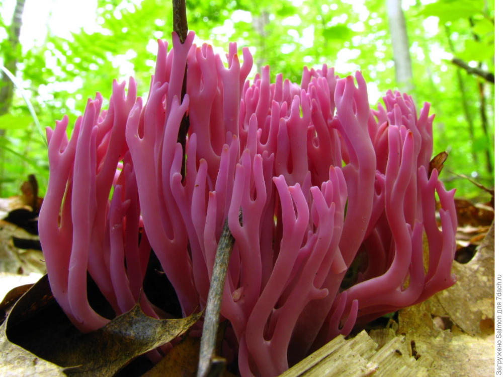 Коралловые грибы. вы наверняка пробовали или хотя бы встречали в продаже необычное блюдо - кораллы по-корейски. | здоровое питание