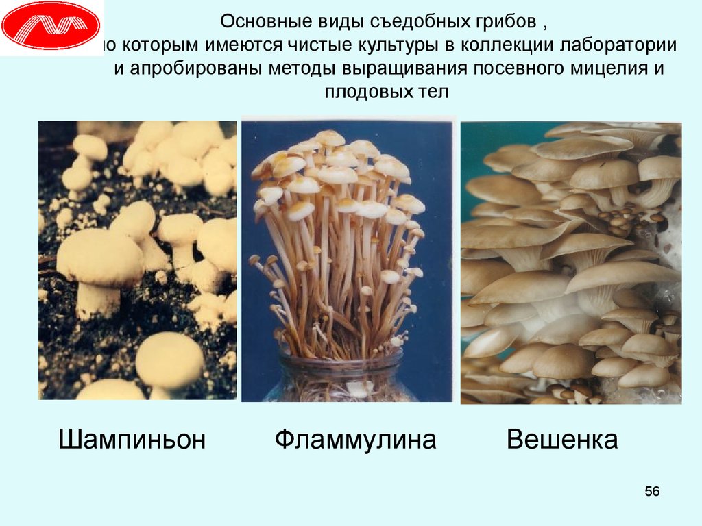 Вешенка — полезный гриб: описание, разновидности, полезные свойства и как можно вырастить в домашних условиях + видео