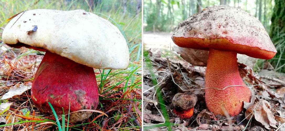 Сатанинский гриб: описание, как отличить от съедобных, фото