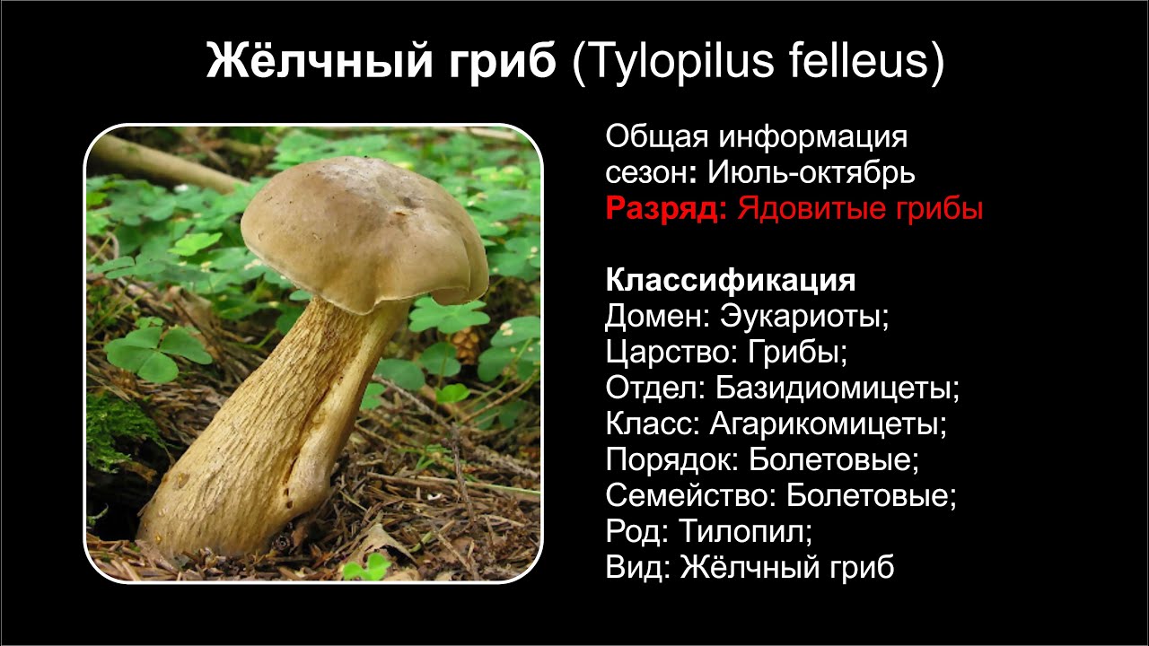 Желчный гриб, Горчак (Tylopilus felleus)