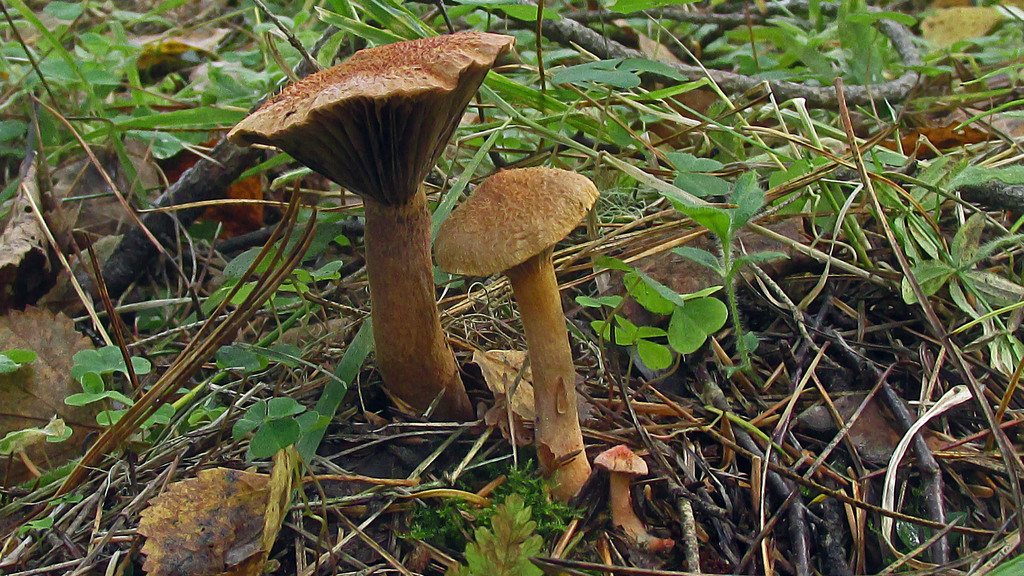 Мокруха: урожайный и вкусный гриб-поработитель | это грибы! | дзен