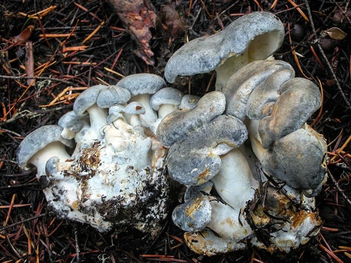 Альбатреллус сливающийся или трутовик сливающийся: описание фото и как готовить этот гриб