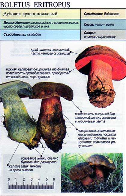 Гриб дубовик (boletus): информация, где растет, виды, фото