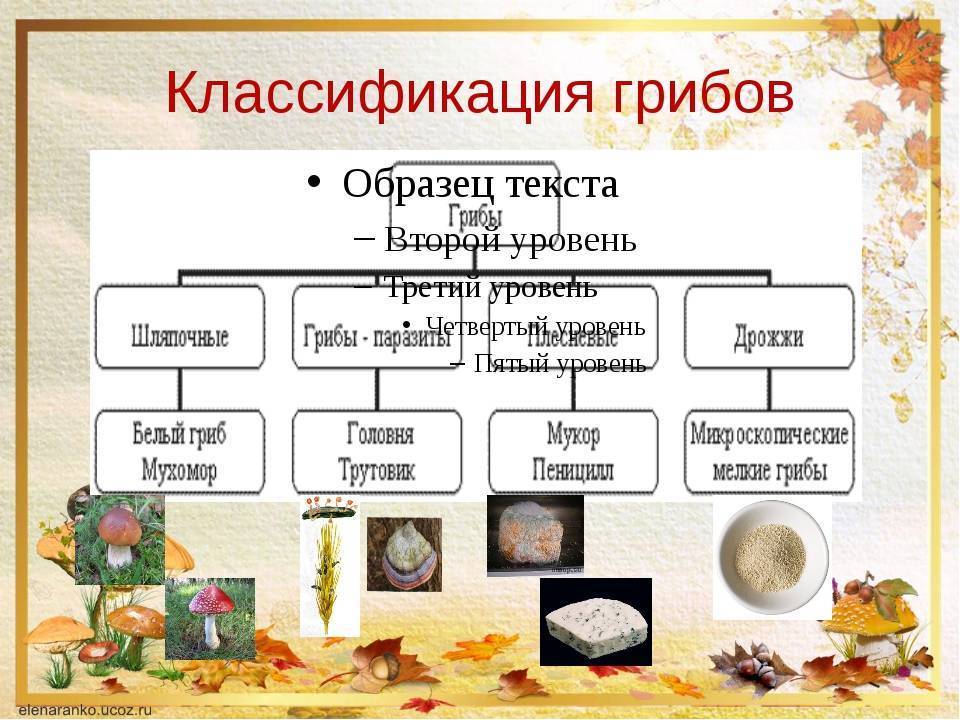 Оомицеты | справочник пестициды.ru