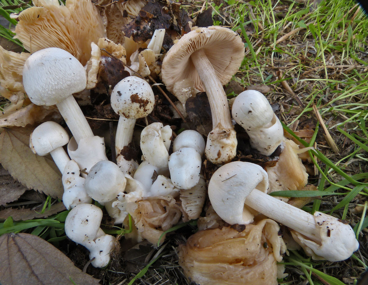 Вольвоплютей слизистоголовый (volvopluteus gloiocephalus) – грибы сибири