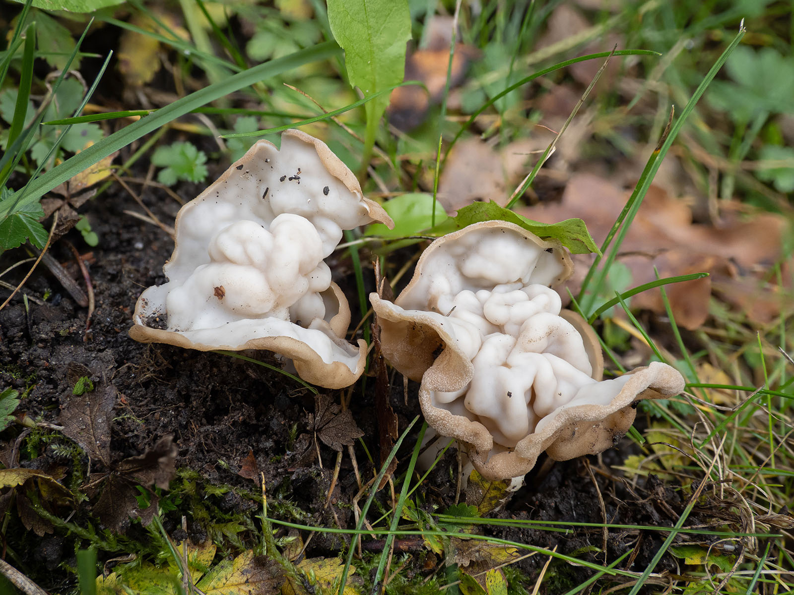 Лопастник курчавый — описание гриба, где растет, похожие виды, фото