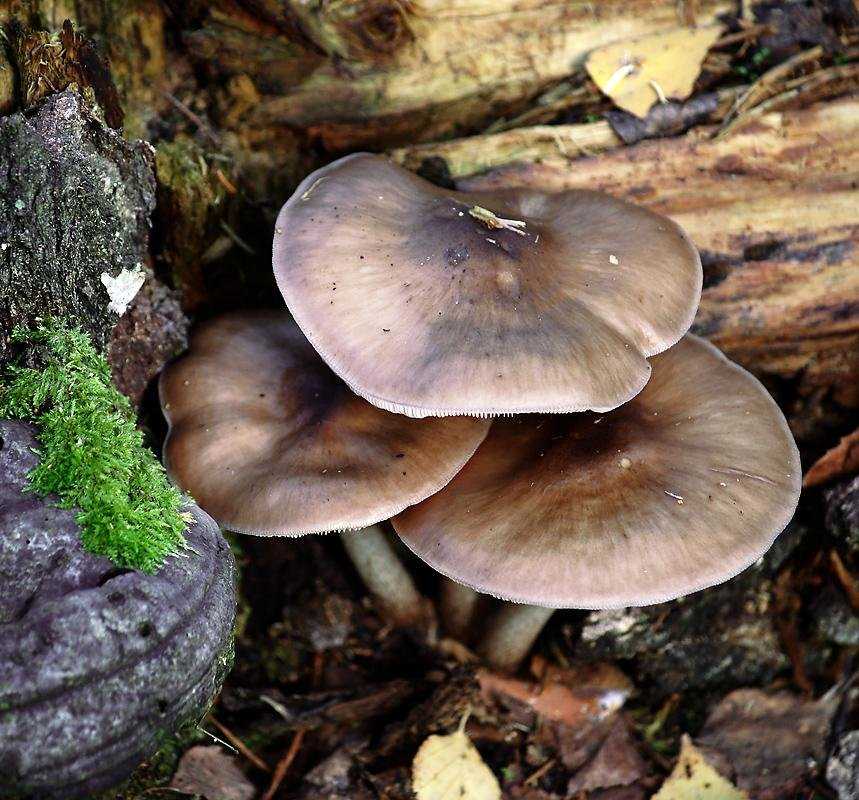 Плютей олений (pluteus cervinus): фото, описание, как готовить и чем пахнет этот гриб