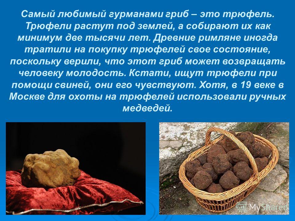Черный трюфель: описание с фото, как едят гриб и где растет в россии