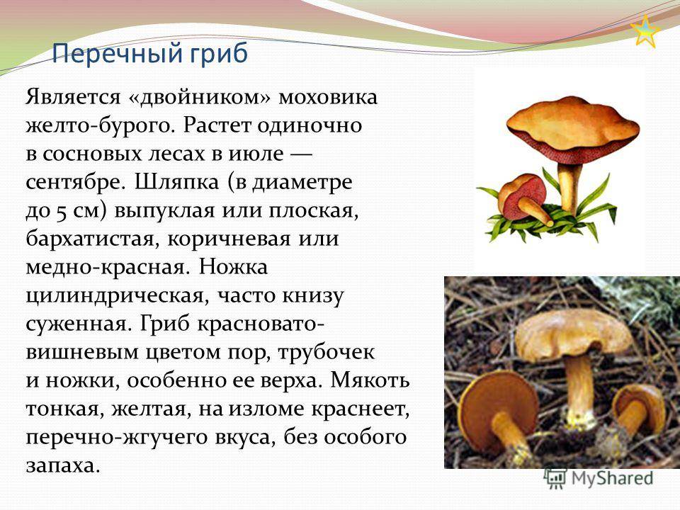 Перечный гриб: +17 фото и описание, съедобный или нет? — викигриб