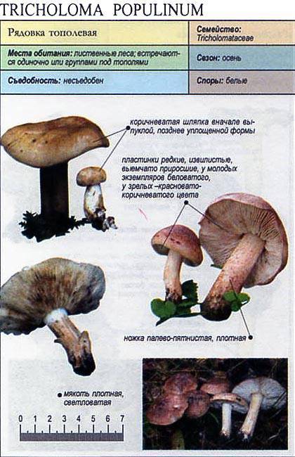 Съедобные и ядовитые грибы рядовки: +37 фото. описание и как отличить? — викигриб