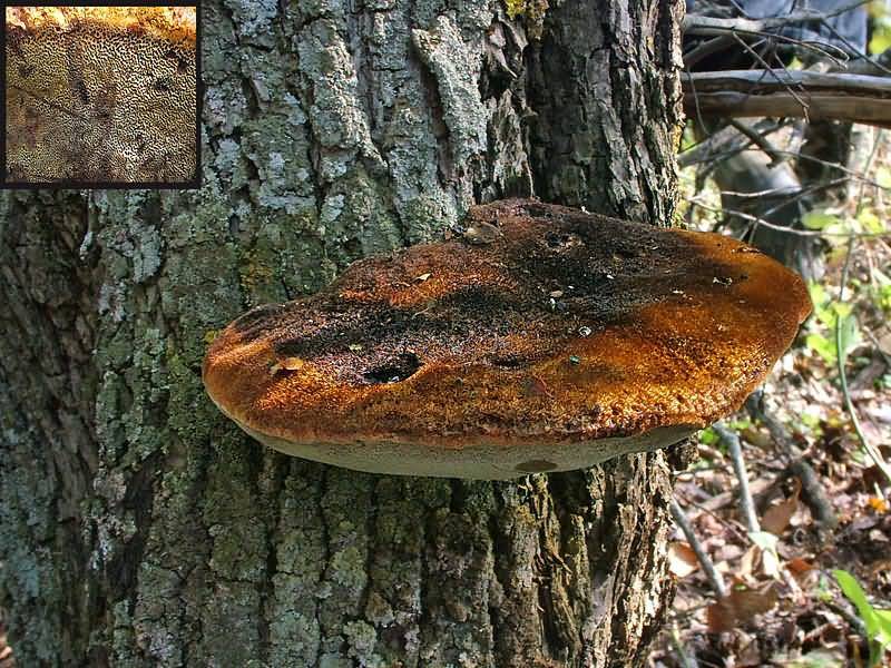 Как выглядят грибы коровники и их описание (+18 фото)