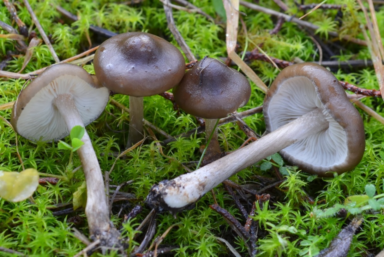 Меланолейка коротконожковая (melanoleuca brevipes) – грибы сибири