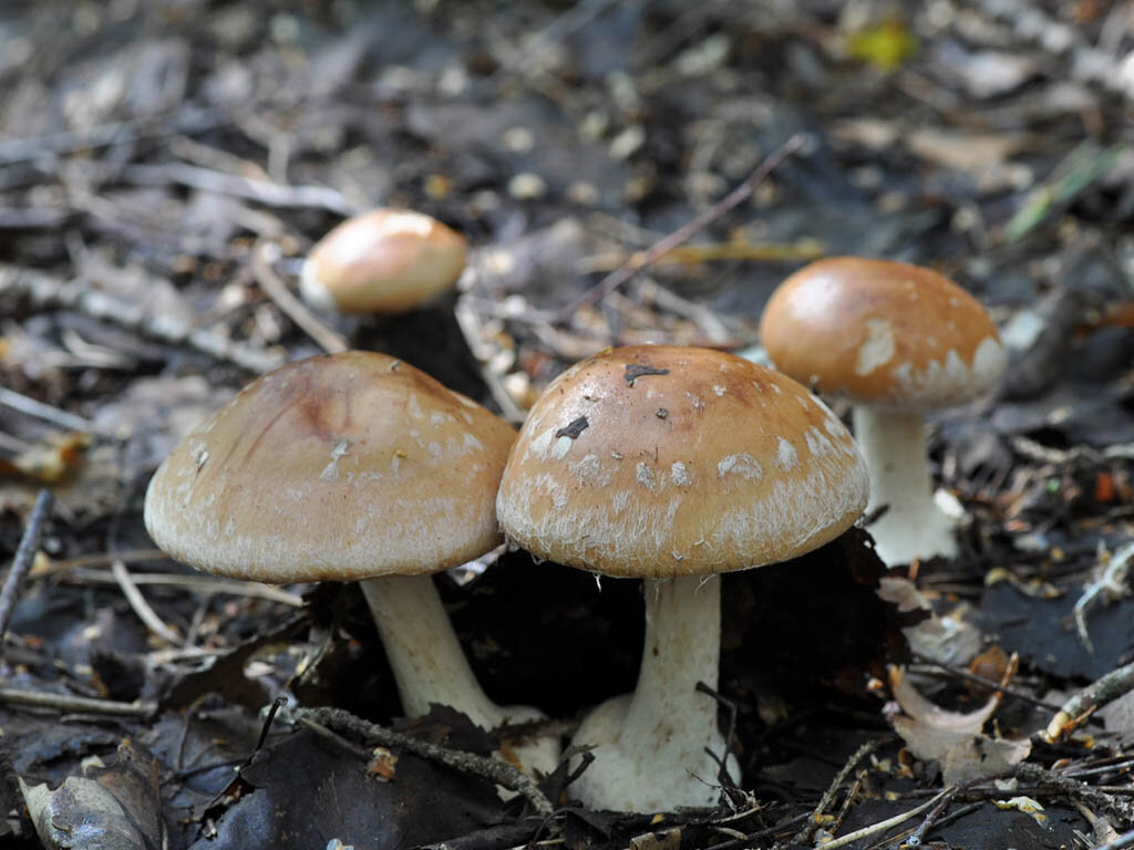 Паутинники (грибы). описание, фото и виды