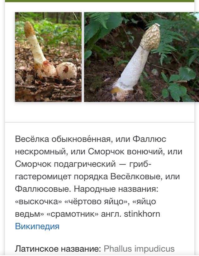 Что лечит гриб веселка обыкновенная -