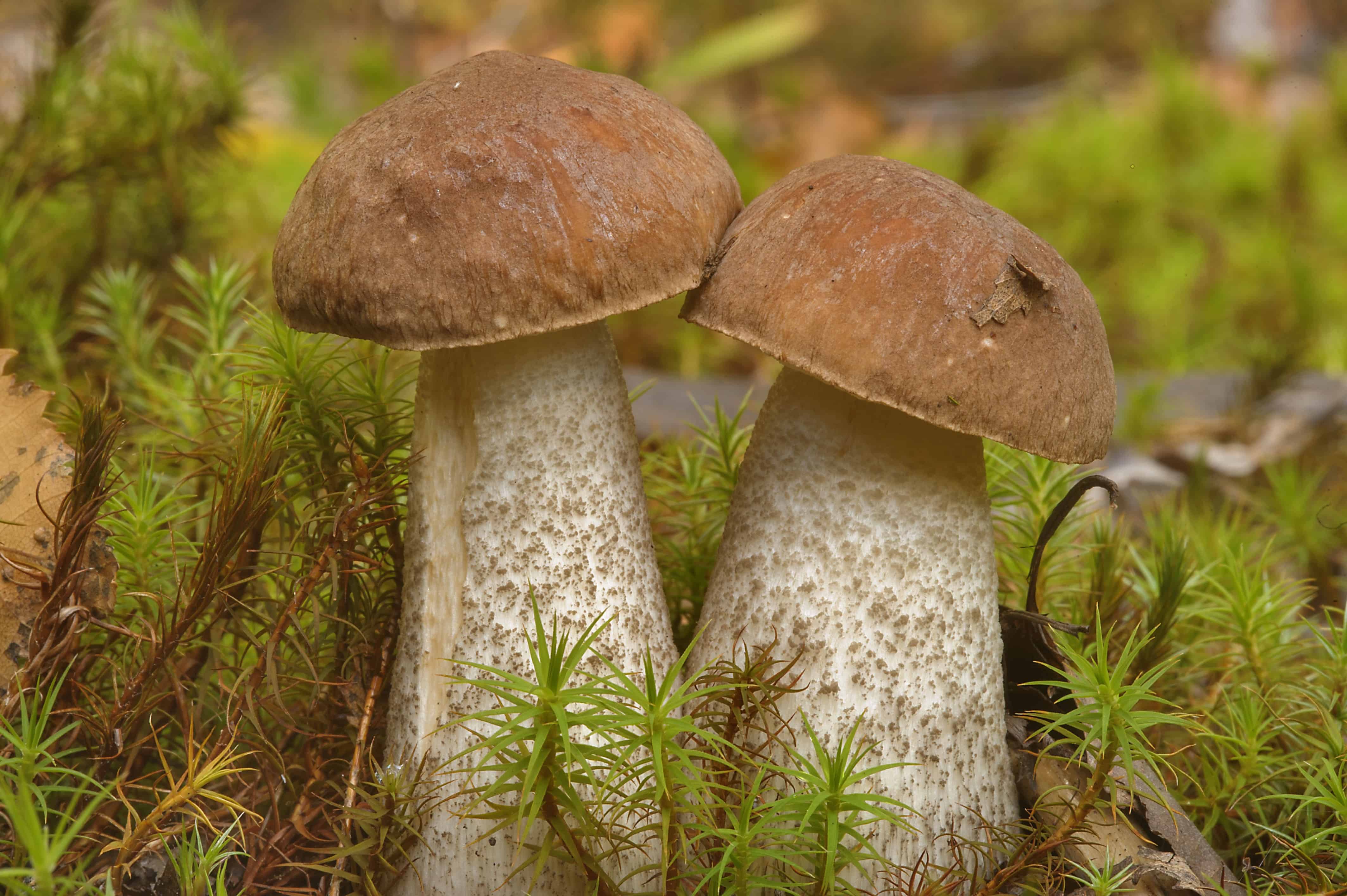 Съедобные грибы: белый, подосиновик, подберезовик. описание, фото, полезные советы!