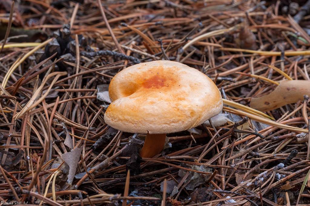 Ложная лисичка - описание, где растет, ядовитость гриба