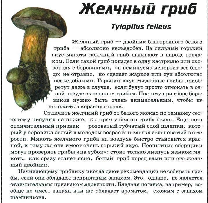 Гриб боровик: фото и описание всех видов гриба