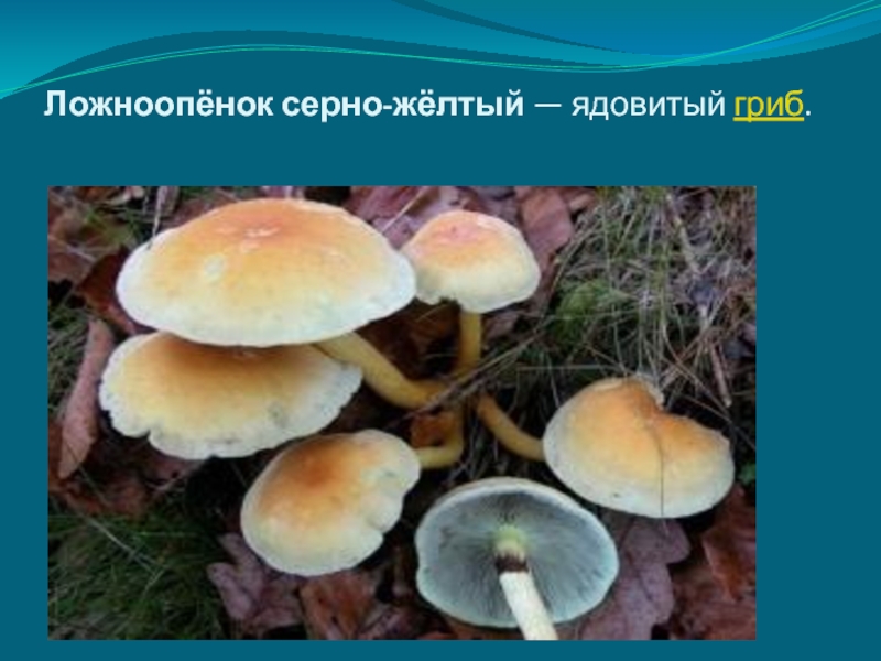 Серно-желтый опенок (ложноопенок серно-желтый): фото и описание ядовитого гриба — викигриб