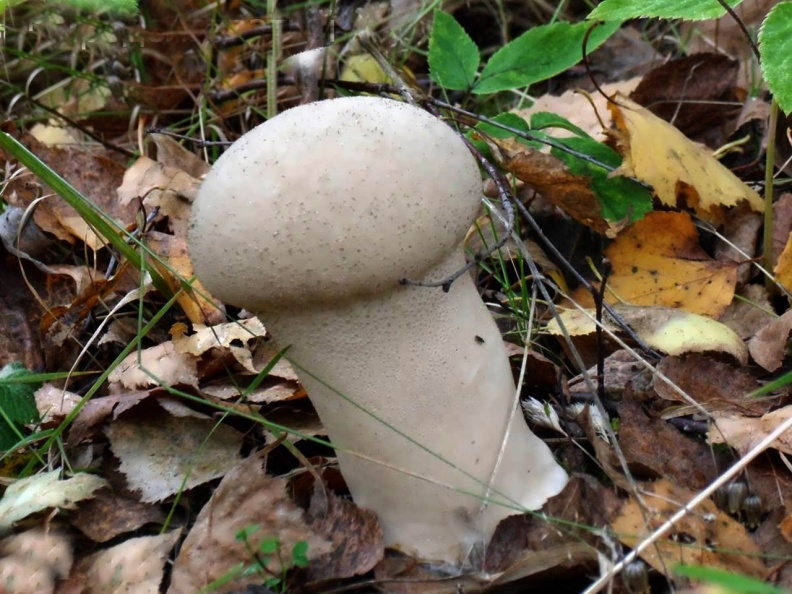 Съедобный гриб дождевик гигантский (головач): описание, где растет, свойства, фото