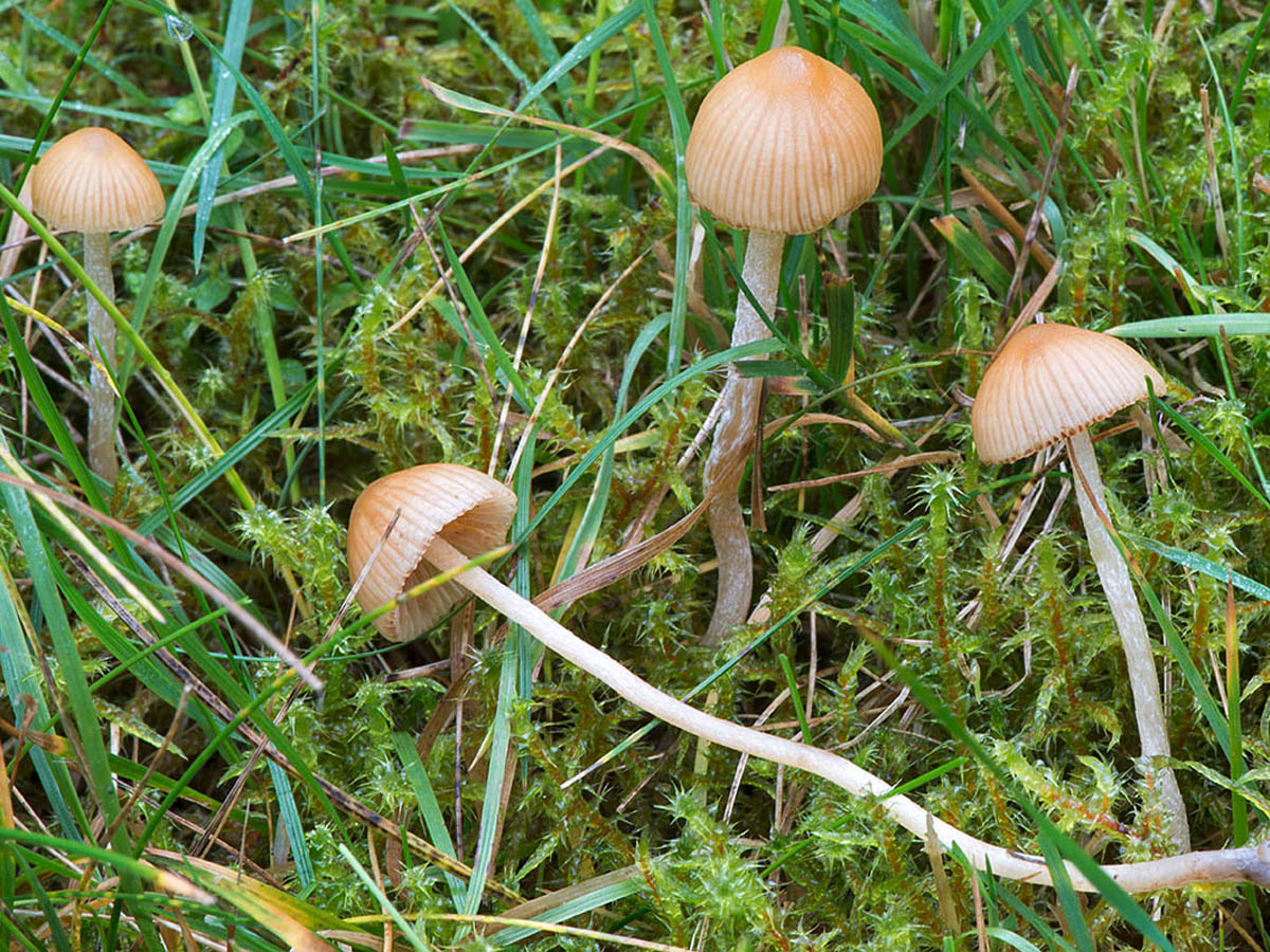 Галерина окаймленная – небольшой, но крайне ядовитый гриб — викигриб