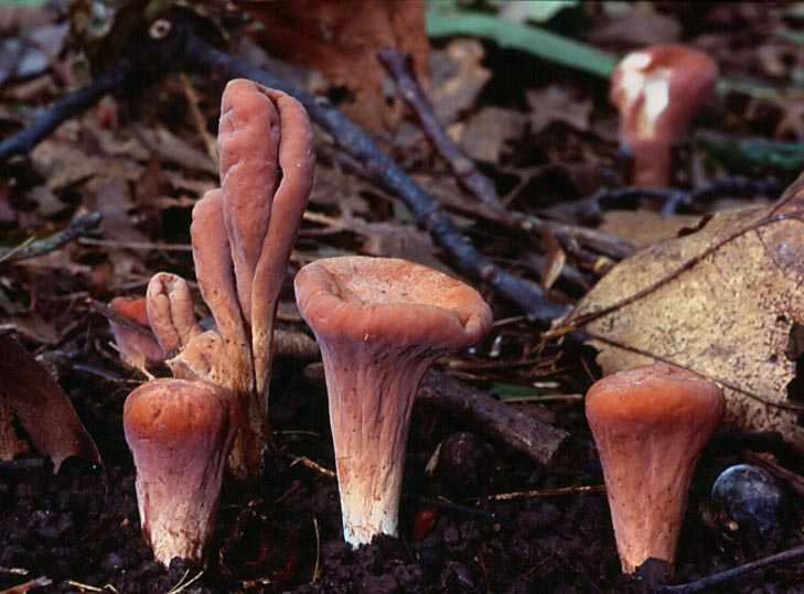 Гриб рогатик съедобный или нет. грибы рогатики | здоровье человека