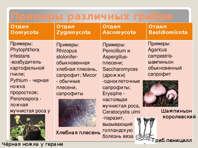 Ксилярия длинноногая (xylaria longipes) фото и описание