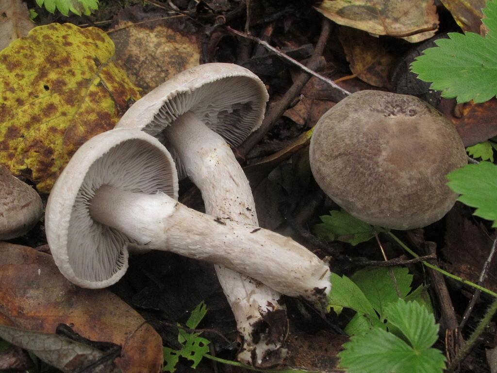 Рядовка серебристая, резная или желтеющая (tricholoma scalpturatum): фото, описание и как готовить гриб