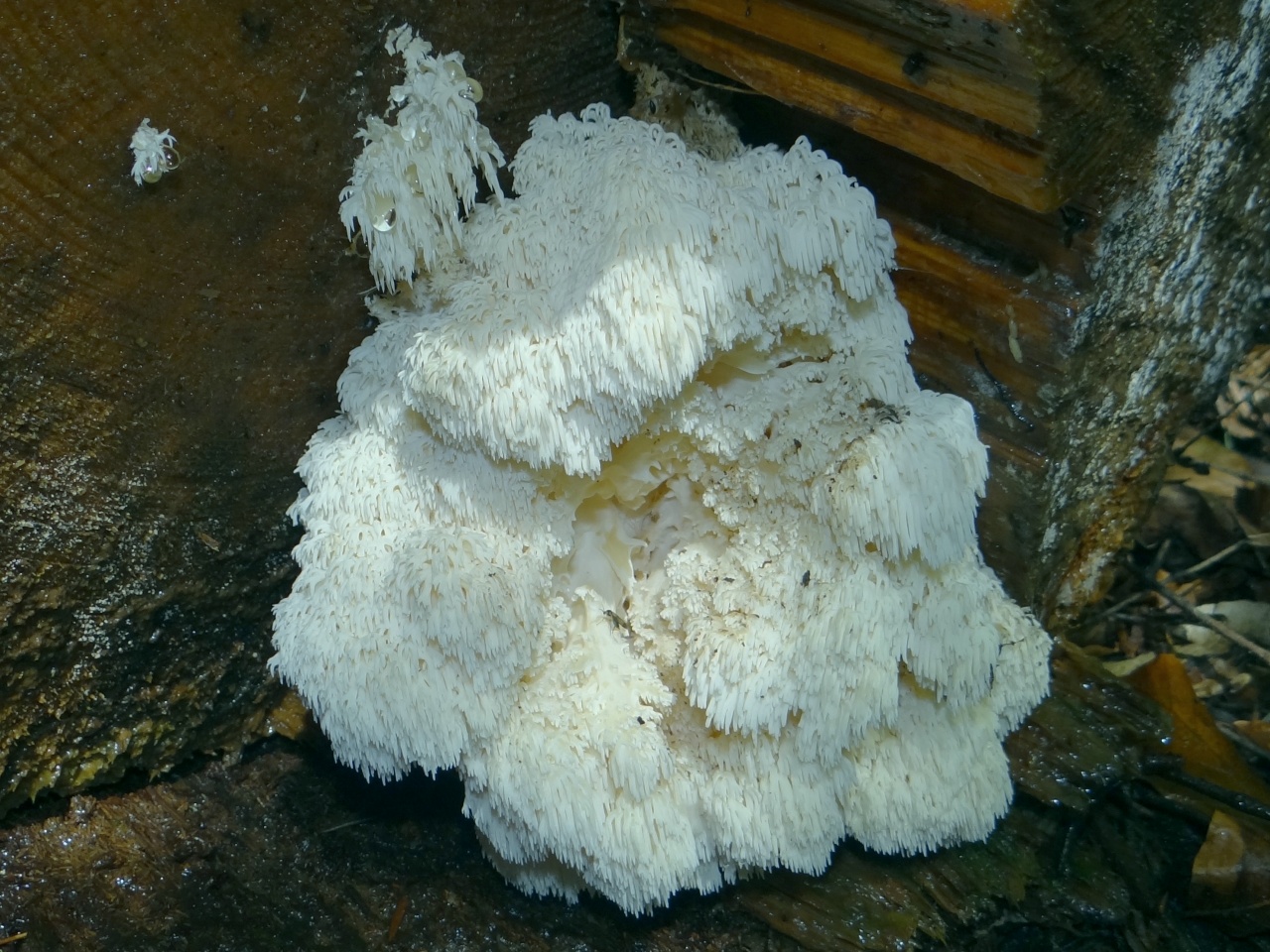 Ежовик белый: фото, описание и как готовить этот гриб