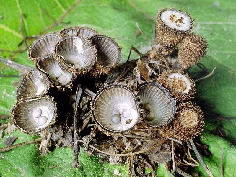 Грибы полосатые бокальчики. самые необычные грибы мира. бокальчик полосатый — cyathus striatus pers