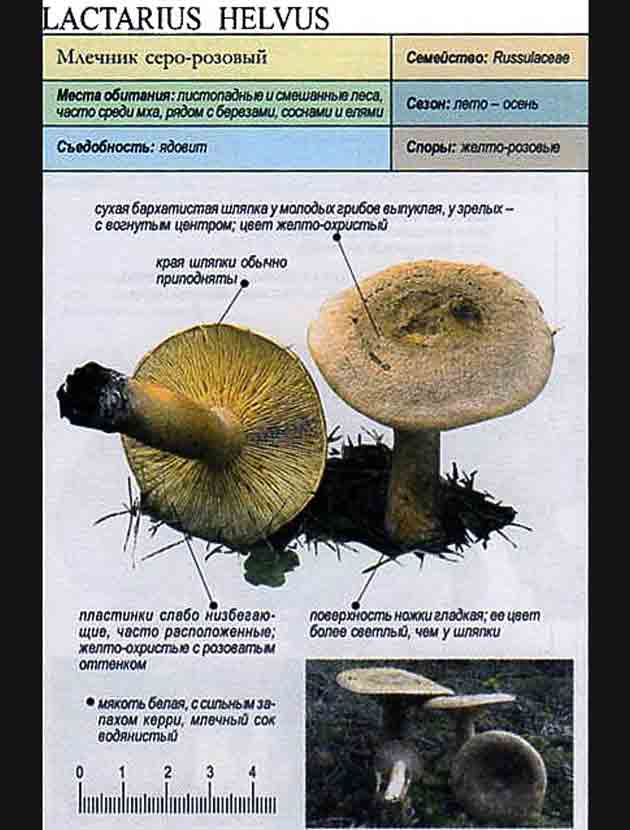 Млечник серо- розовый (lactarius helvus) или янтарный млечник: фото, описание, как готовить и как отличить от других грибов