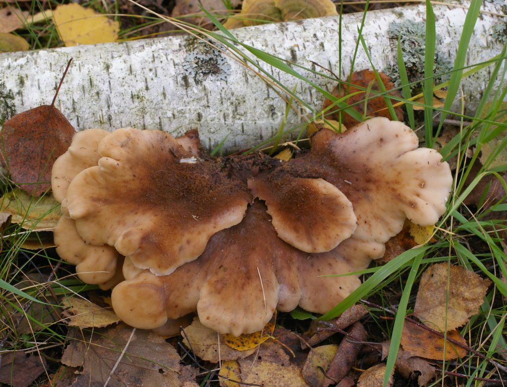 Пилолистничек мичнера (lentinellus micheneri) – грибы сибири