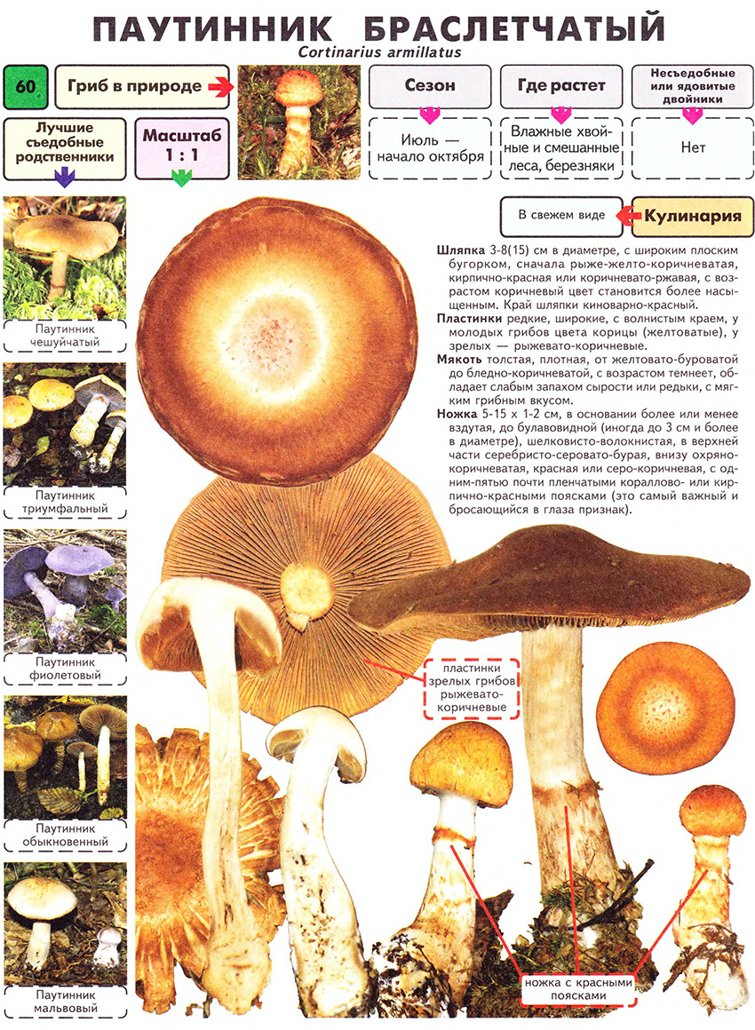 Что такое грибы? классификация (с пояснениями). виды грибов. много фото