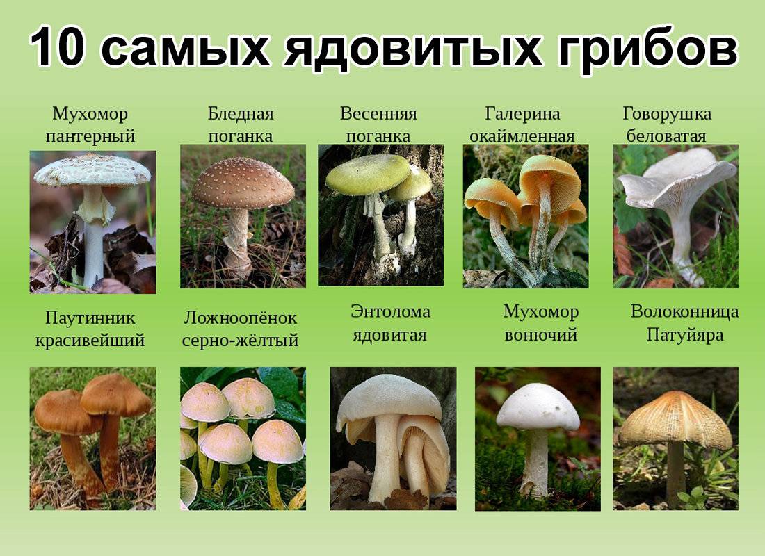 Ядовитые грибы россии - фото, названия и описание, как отличить от съедобных