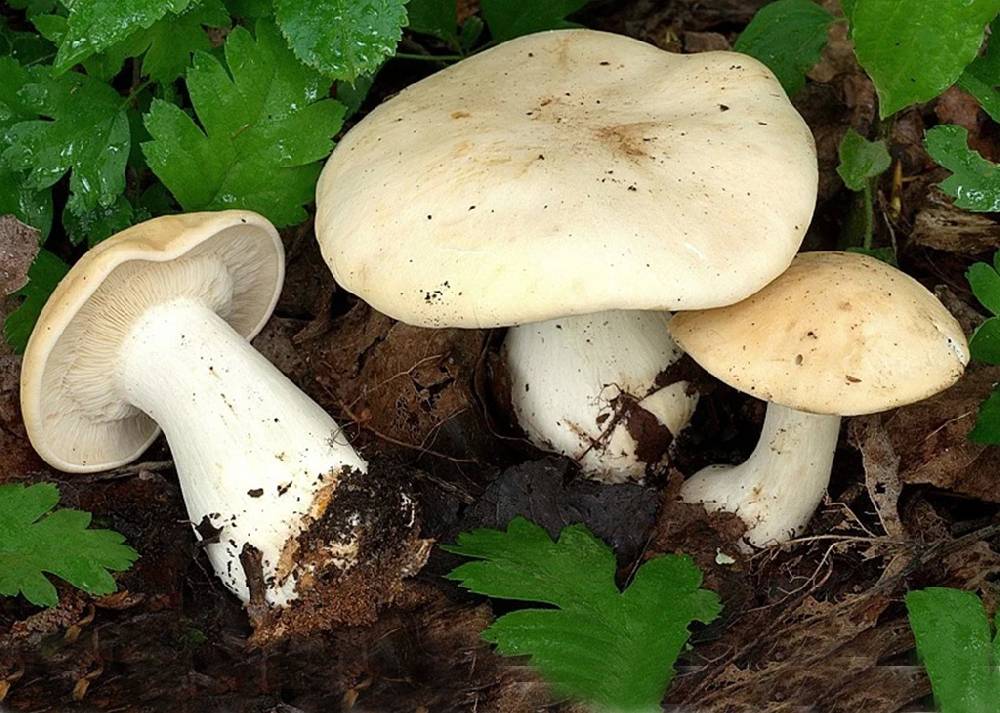 Майский гриб или рядовка майская (calocybe gambosa): фото, описание и как его готовить