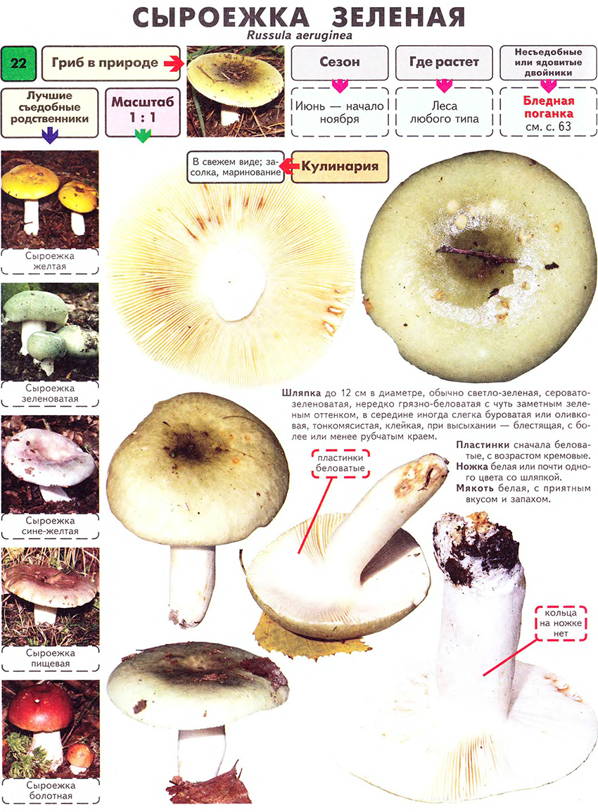 Прекрасные, вкусные и такие хрупкие - сыроежки | грибной дневник лидии бам | дзен