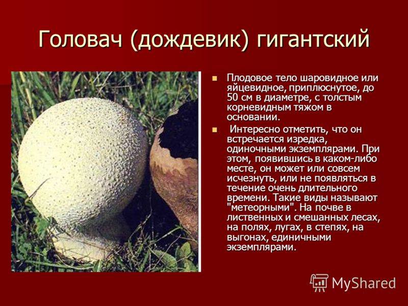 Лечебные свойства и противопоказания к употреблению грибов дождевиков