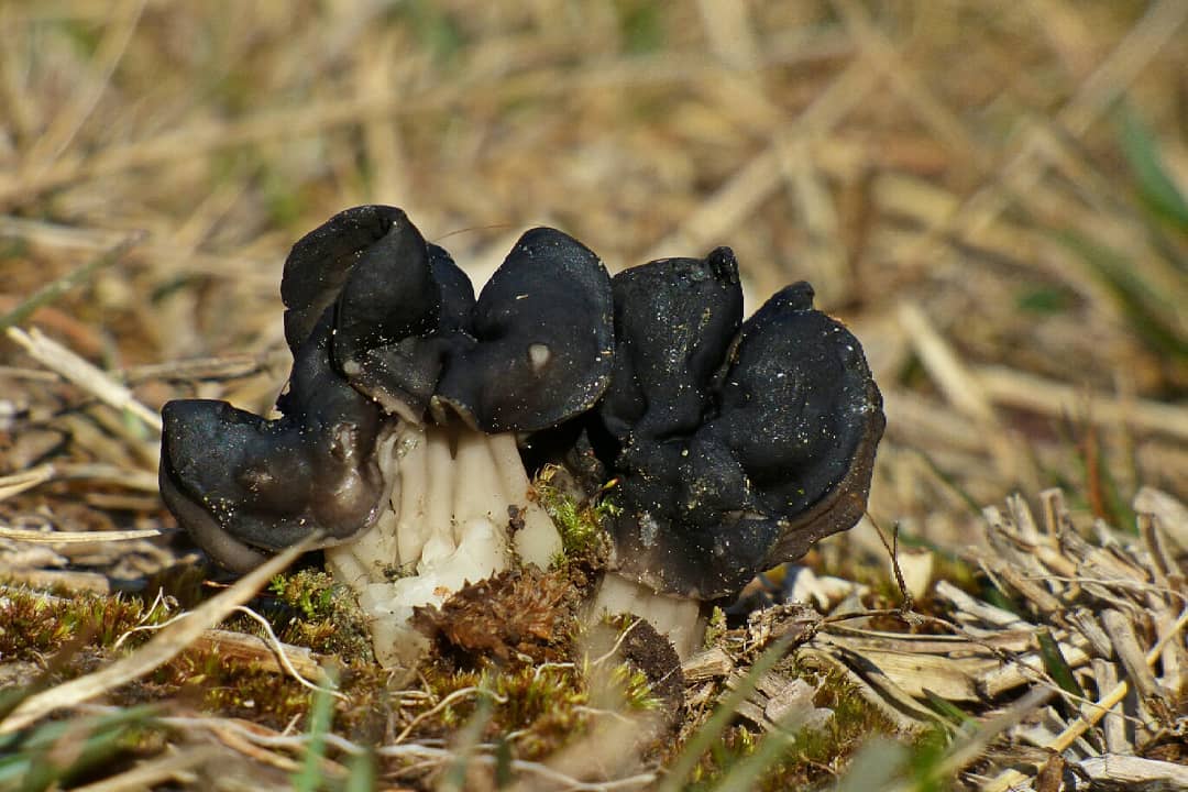 Описание лопастника ямчатого (борозчатого), места распространения гриба