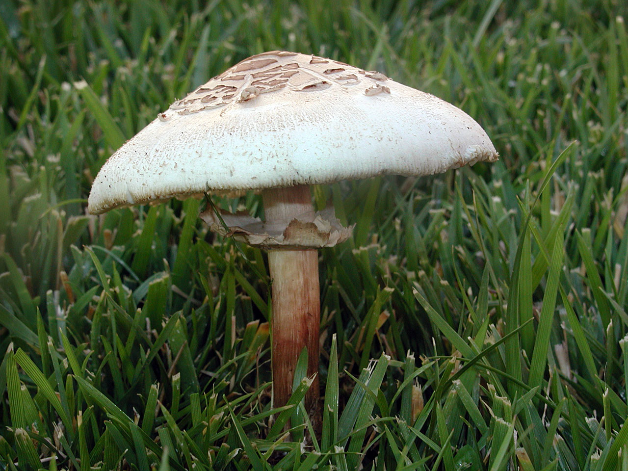 Ядовитые грибы зонтики: фото с описанием, как отличить ложных двойников, видео
