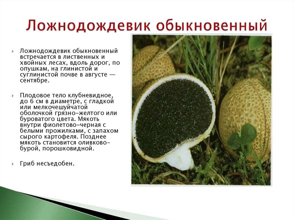 Ложнодождевик - описание, где растет, ядовитость гриба