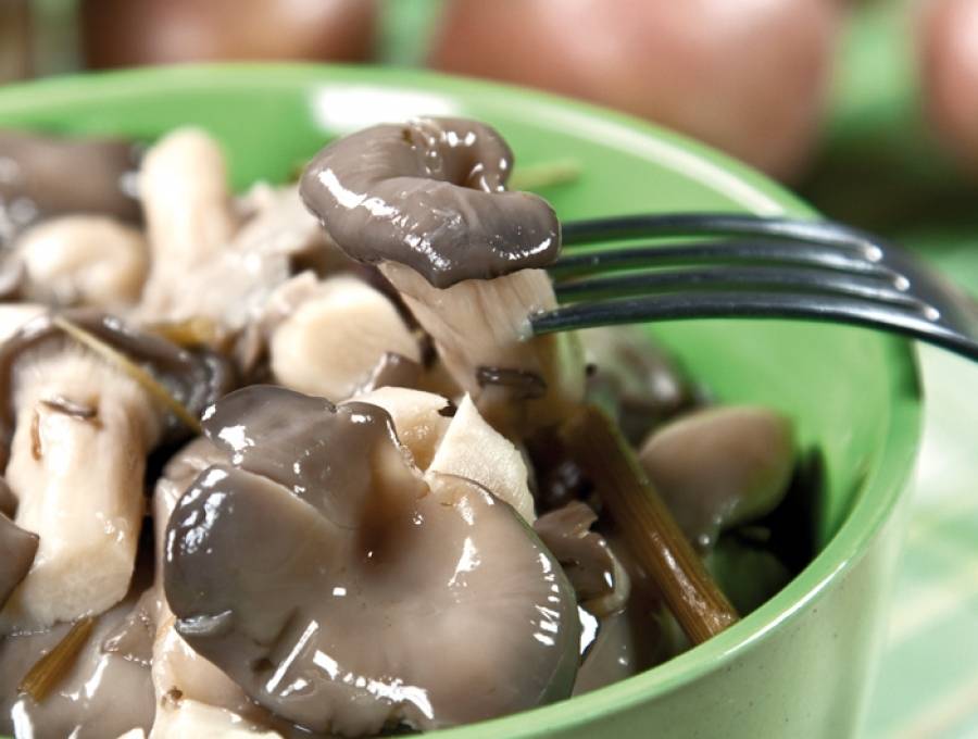Свежие грибы вешенки: как правильно приготовить, рецепты, способы и вкусные сочетания