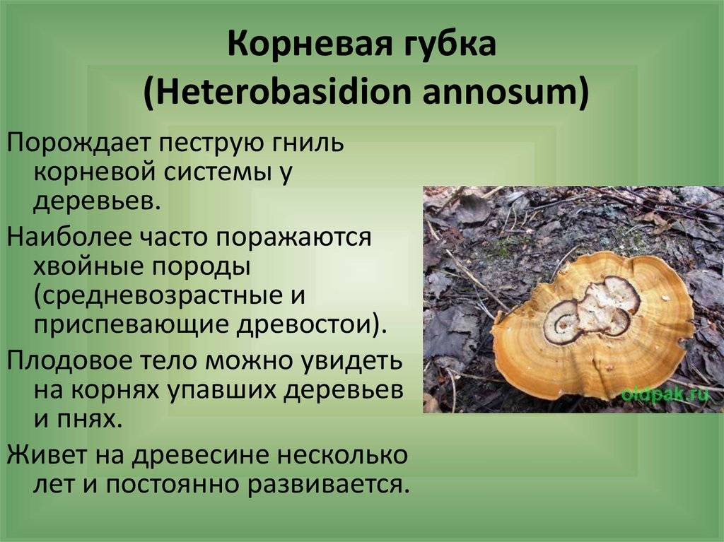 Корневая губка (heterobasidion annosum): очаг и меры борьбы