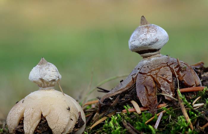 Звездовик сводчатый: полезные свойства и возможный вред, разновидности гриба и его применение