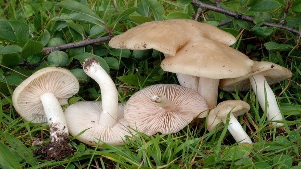 Весенние грибы (40 фото): какие растут первые, ядовитые, несъедобные, съедобные, сбор в лесу, садах