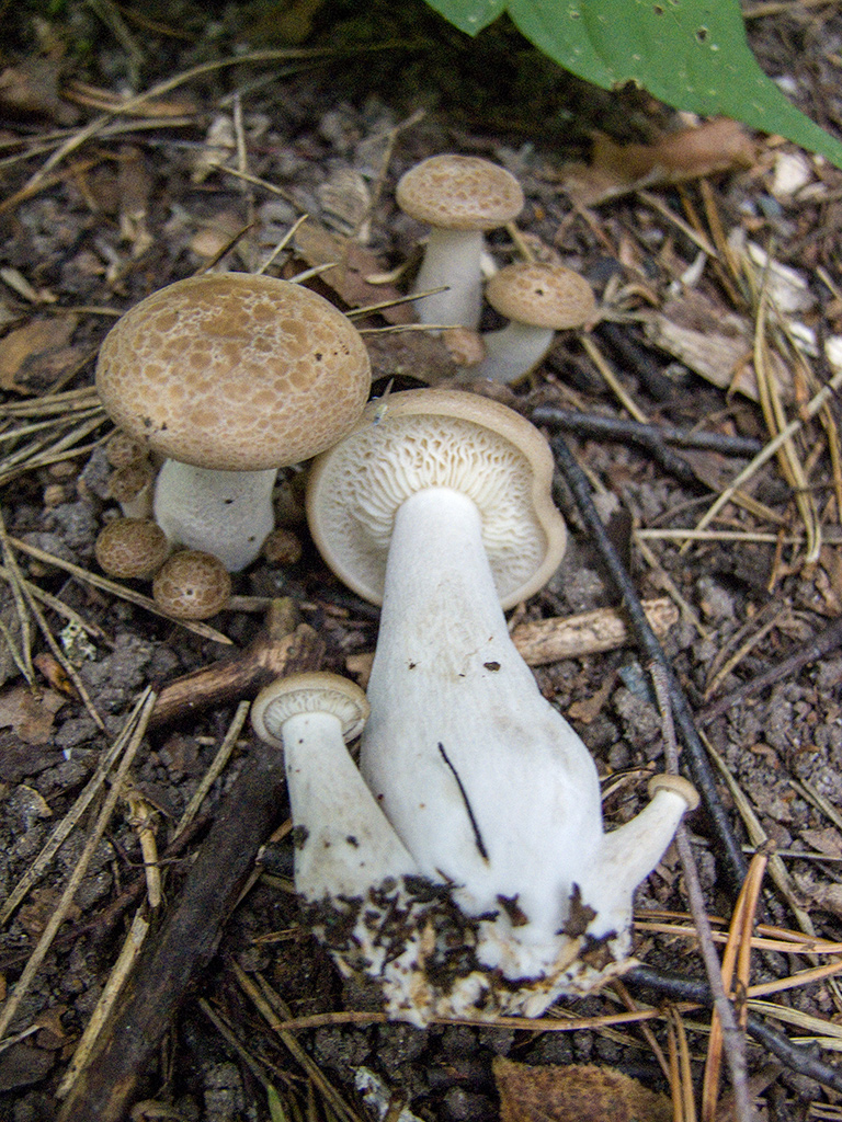 Вешенка ильмовая (hypsizygus ulmarius) – грибы сибири