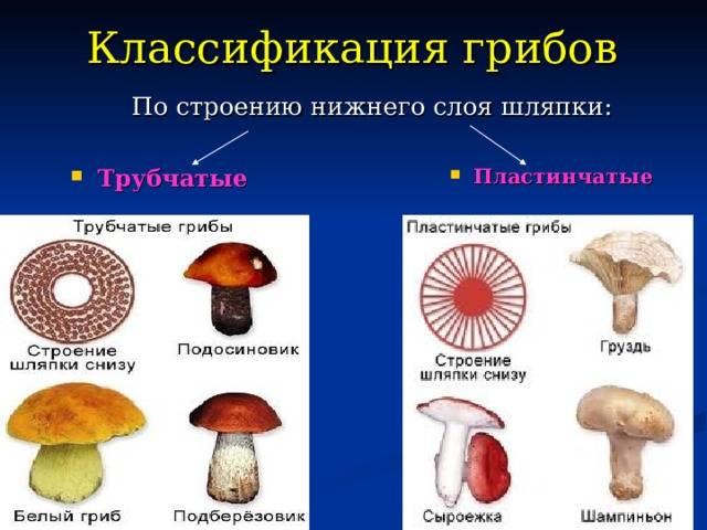 Оленьи рожки - условно съедобный гриб. описание, применение и противопоказания. фото.