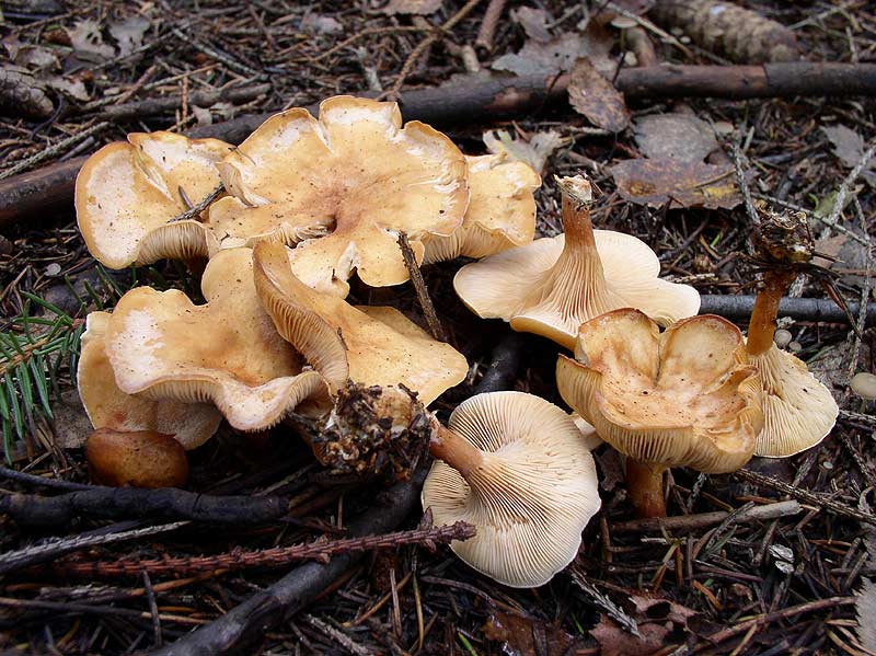 Узнаем какие грибы растут под сосной и елью?