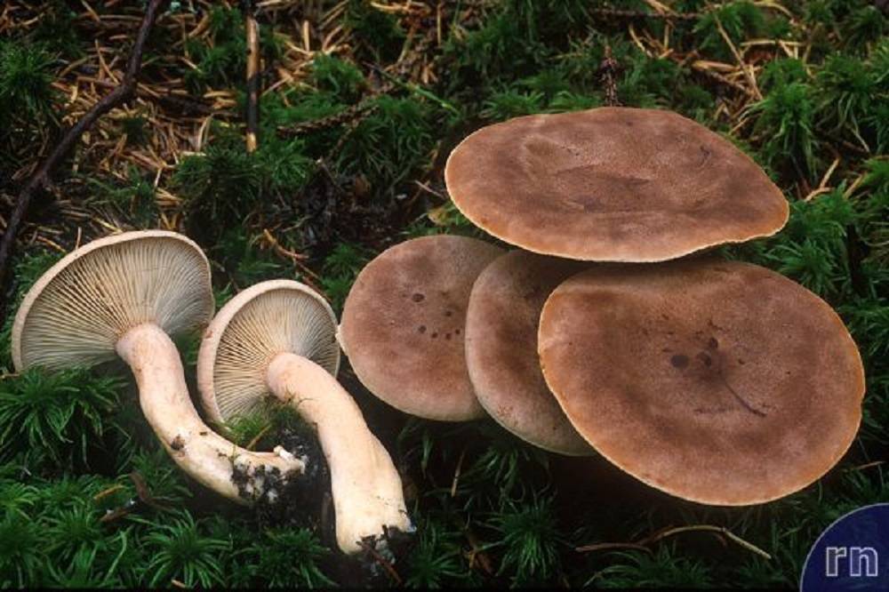 Млечник извилистый (lactarius flexuosus) – грибы сибири