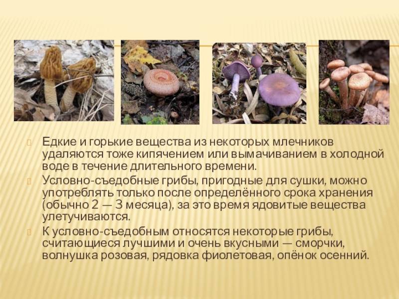 Условно-съедобные грибы: фото, названия и описание условно-съедобных грибов россии