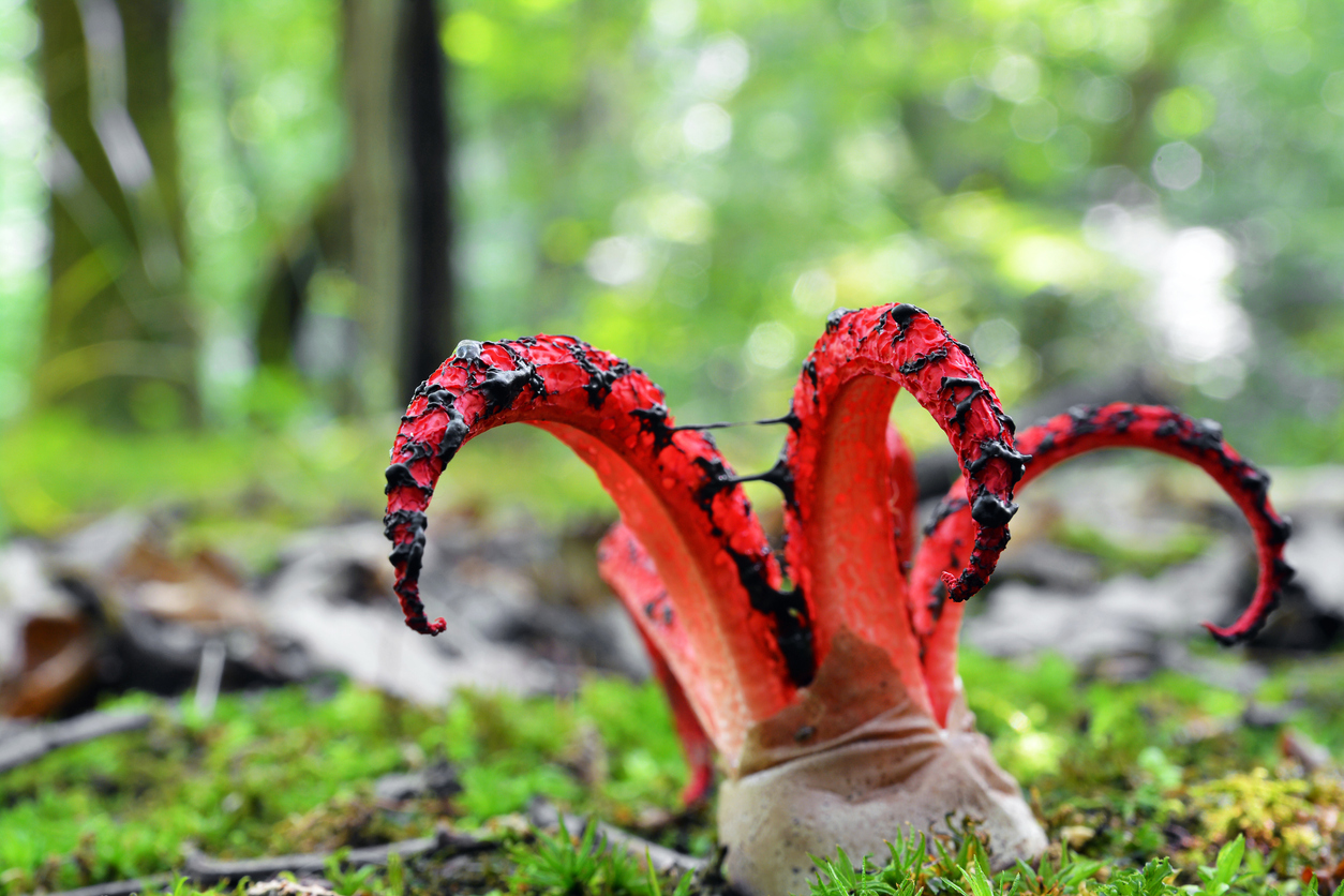 Пальцы дьявола – гриб похожий на осьминога - грибы собираем