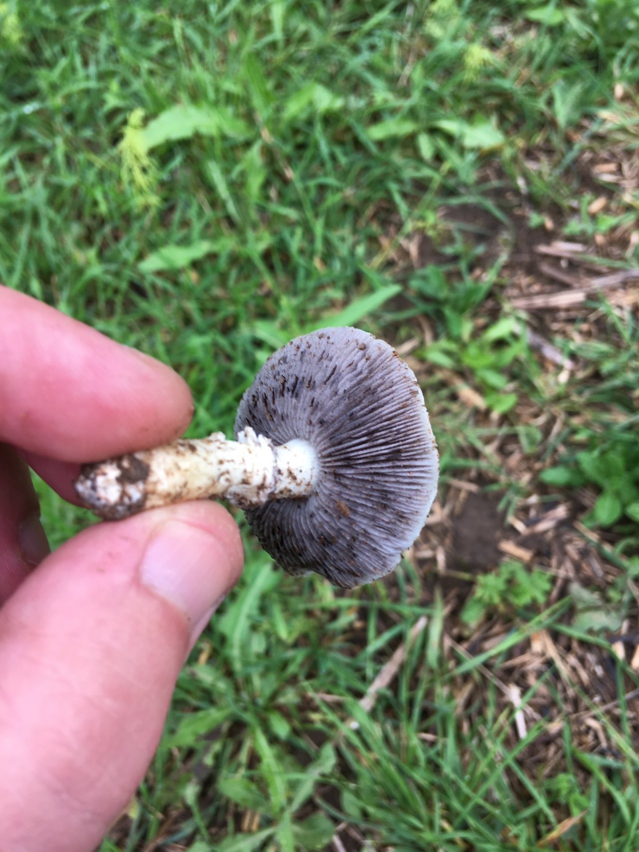 Строфария черноспоровая (черносемянная, stropharia melanosperma): как выглядят грибы, где и как растут, съедобны или нет